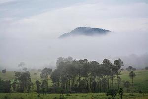 prachtig boslandschap in het nationale park thung salaeng luang in de provincie phitsanulok in thailand. savanne in nationaal park van thailand genaamd thung salaeng luan foto