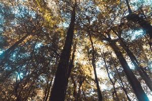 top bomen in het bos mierenschot foto