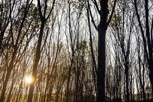 beboste bosbomen verlicht door gouden zonlicht voor zonsondergang met zonnestralen die door bomen op de bosbodem stromen en boomtakken verlichten foto