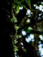 close-up verschillende planten in regenwoud foto