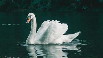 een witte zwaan die op het water zwemt foto