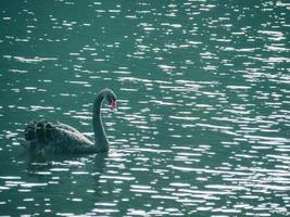 een zwarte zwaan zwemt op het water foto