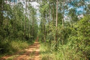 manier en bosbomen op aardachtergrond. foto