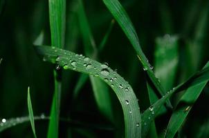 regendruppels op planten foto