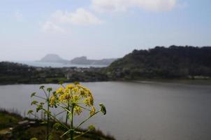 gele bloem en landschap foto