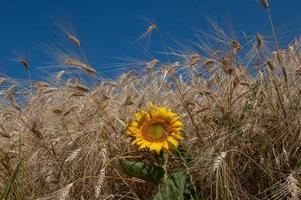 bloemrijk veld met zonnebloemen foto