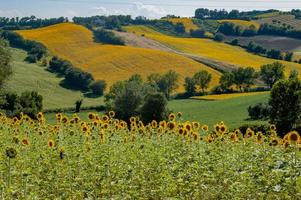 bloemrijk veld met zonnebloemen foto