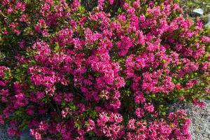 gewrichtsgroep van rododendrons foto