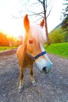 grappig bruin paard met snuit op de voorgrond. foto