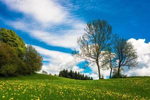 bloemenweide en bomen in het voorjaar foto