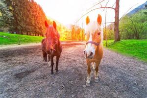 twee mooie paarden midden op een onverharde weg. foto