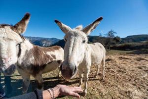 Catalaanse ezels in de pyreneeën in spanje foto