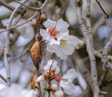 amandelboomtakje met roze-witte bloesem en notendop. lente aankomst scène. foto