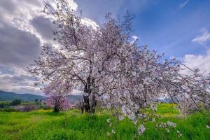 amandelboom met roze-witte bloesems. lente aankomst scène. foto