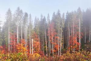 mooie ochtend in het mistige herfstbos met majestueuze gekleurde bomen foto