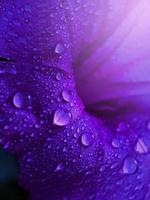helder en zoet waterdruppel op de paarse bloem foto