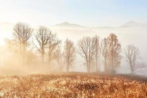 majestueus landschap met herfstbomen in mistig bos. karpaten, oekraïne, europa. schoonheid wereld foto