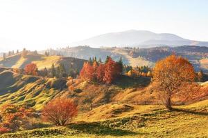 berkenbos in zonnige middag tijdens het herfstseizoen. herfst landschap. Oekraïne. foto