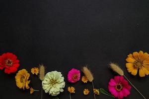 kleurrijke zinnia bloem in plat lag arrangement op zwarte achtergrond geïsoleerd. plat lag, bovenaanzicht, lege ruimte voor gekopieerde tekst. foto