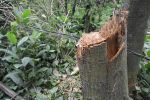 foto-opname van de textuur van het deel van een boom dat door mensen is gekapt. bomen kappen vernietigt het milieu en het leven. foto