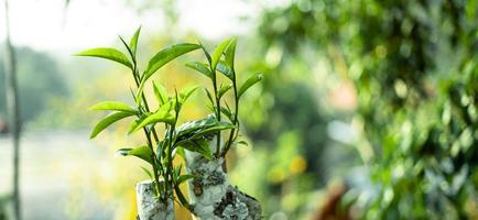 groene theeblaadjes in de natuur avondlicht foto