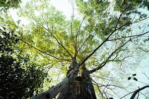 nieuwe groene bomen in de zomerochtend foto