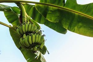 rauw groen bananenfruit aan de bananenboom foto