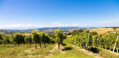 barbera wijngaard in de regio piemonte, italië. plattelandslandschap in langhe-gebied foto