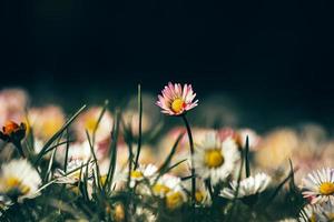 geïsoleerde madeliefje bloem achtergrond foto