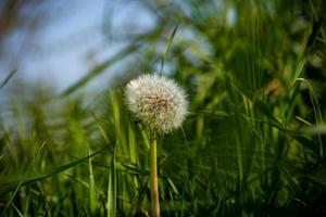 rode zaad paardenbloem foto