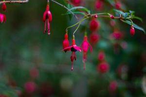 winterharde fuchsia in bloei foto