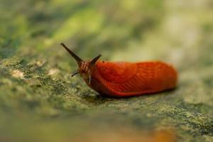 oranje slak op een rots foto