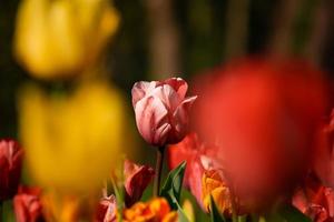 bokeh veld van tulpen foto