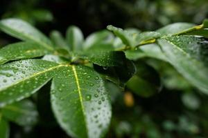 na regen laurierkersenbladeren foto