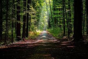 weg in het bos foto