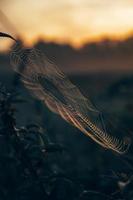 humeurig spinnenweb in de natuur foto