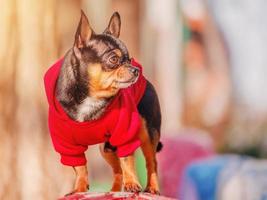 dier, huisdier. chihuahua hond in een rode hoodie in zonnige dag. foto