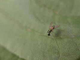 insect op groen blad foto