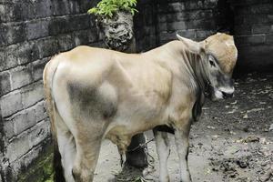 jonge ongole gekruiste runderen of javaanse koe of bos taurus is het grootste vee in indonesië in traditionele boerderij, indonesië. traditionele veeteelt. foto