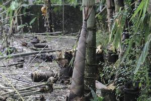 bamboescheuten of bamboespruiten die uit de grond komen en groeien foto