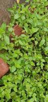 verse pepermuntblaadjes is een kruiden ayurveda medicinale plant. pudina-blad werd gebruikt als een traditioneel medicijn voor veel gezondheidsproblemen. groene munt, muntblad, foto