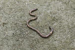 aardworm close-up in een verse natte aarde, zichtbare ringen op het lichaam van een worm foto