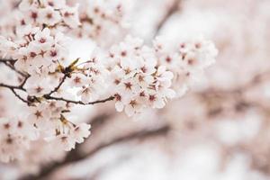 prachtige kersenbloesem sakura in de lente foto