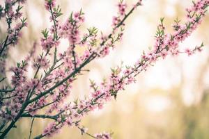 prachtige kersenbloesem sakura in de lente foto