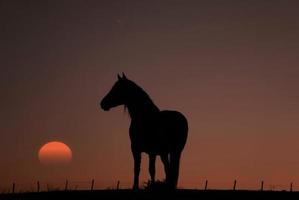 paard silhouet in de wei met een prachtige zonsondergang foto