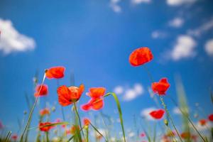 rode papaver bloemen op zonnige blauwe hemel, klaprozen lentebloesem, groene weide met bloemen. seizoensgebonden lentelandschap, ontspannende natuurclose-up foto