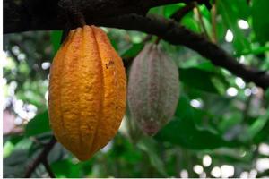 gele cacaopeulen klaar om te worden geoogst, met achtergrond wazig object foto