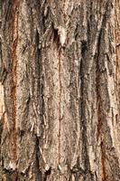 hout boomstam diep gestructureerd textuur oppervlak foto