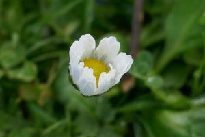 regendruppels in een kamillebloem foto