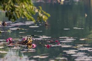 trekvogel, eend, fluiteend, fulvous fluiteend, fulvous tree duck, dendrocygna bicolor, bicolor, op het meer van ju, dhaka foto